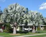Bismarck Palm - Bismarckia nobilis