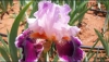 Bearded Irises - Iris