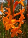 Cape Bugle Lily, Pink Watsonia, Suurkanol, Kanolpypie - Watsonia