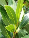 Bay Leaf, Sweet Bay - Laurus nobilis