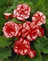 Begonia hybrids - Begoniaceae