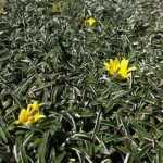 Dymondia, Silver Carpet, Carpet Daisy, Tapytmadeliefie - Dymondia margaretae
