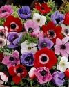 Anemone, Windflower, Poppy Anemone, Spanish Marigold - Anemone coronaria