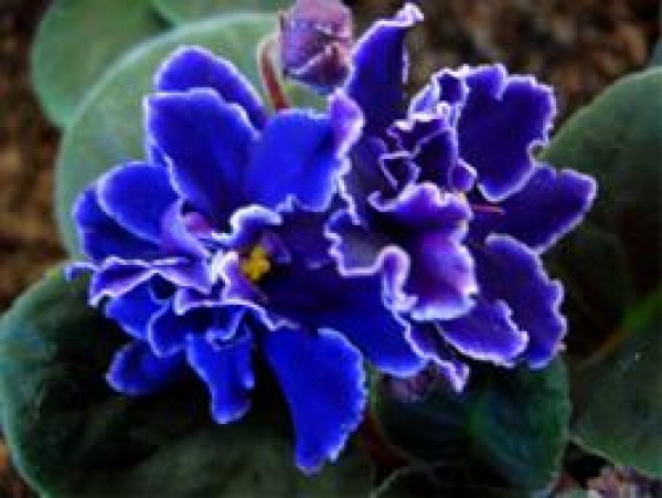 African Violet - Saintpaulia ionantha cultivars