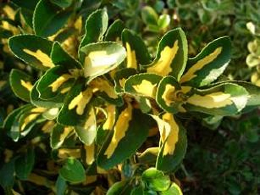 Japanese Spindle Plant Euonymus Japonicus Hybrids