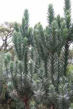 Silver Tree, Witteboom - Leucadendron argenteum