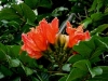 African Flame Tree, Tulip Tree - Spathodea campanulata