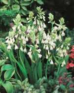 Berg Lily, Summer Hyacinth, Cape Hyacinth, Berglelie, Kaapse Hiasint, isidwa esimhlope - Ornithogalum candicans