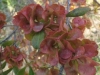 Sand Olive, Hop Bush, Sandolien, Ysterhout - Dodonaea viscosa angustifolia