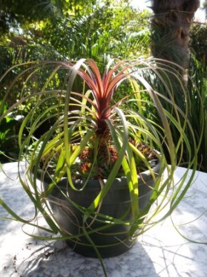 Ponytail Palm Elephant S Foot Bottle Palm Beaucarnea Recurvata